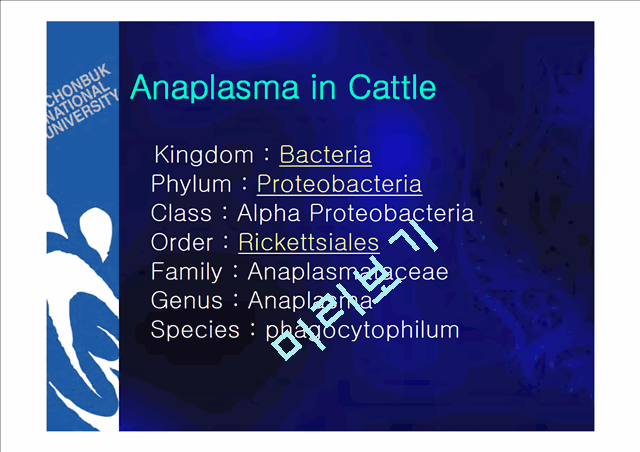 소의 아나플라즈마(Anaplasma in Cattle)   (2 )